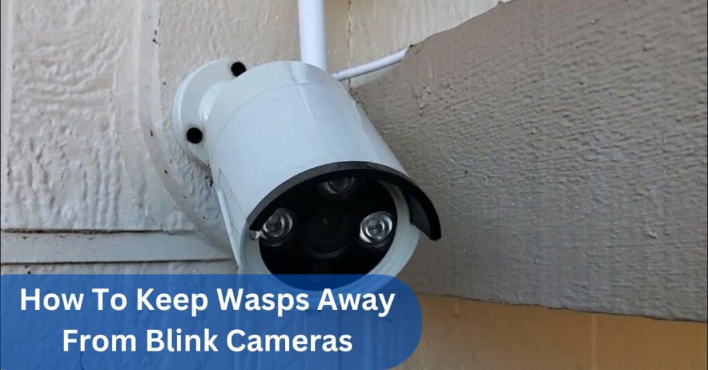 How To Keep Wasps Away From Blink Cameras