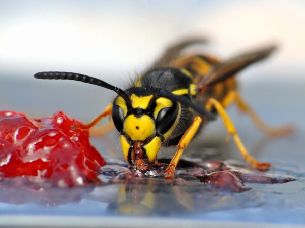 Understanding Wasp Behavior