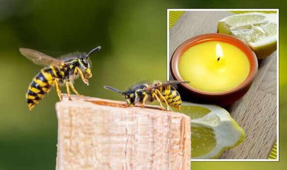 What scent will keep wasps away